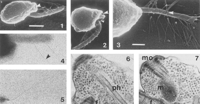 Представитель Семейства Siluaniaceae